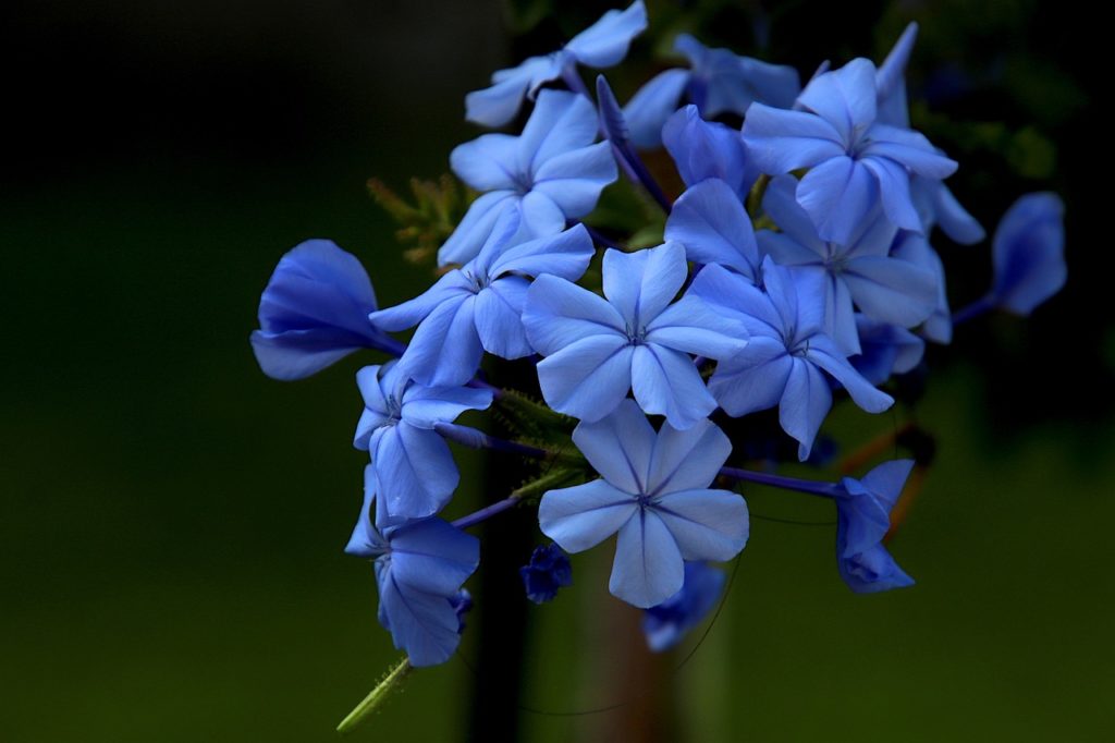 Être fleur bleue