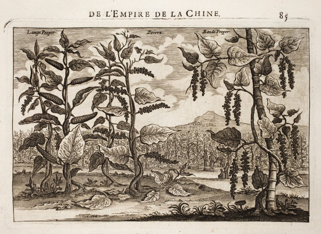 L'Histoire du Poivre