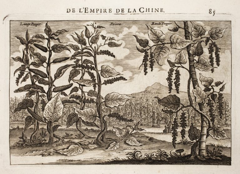 L'Histoire du Poivre
