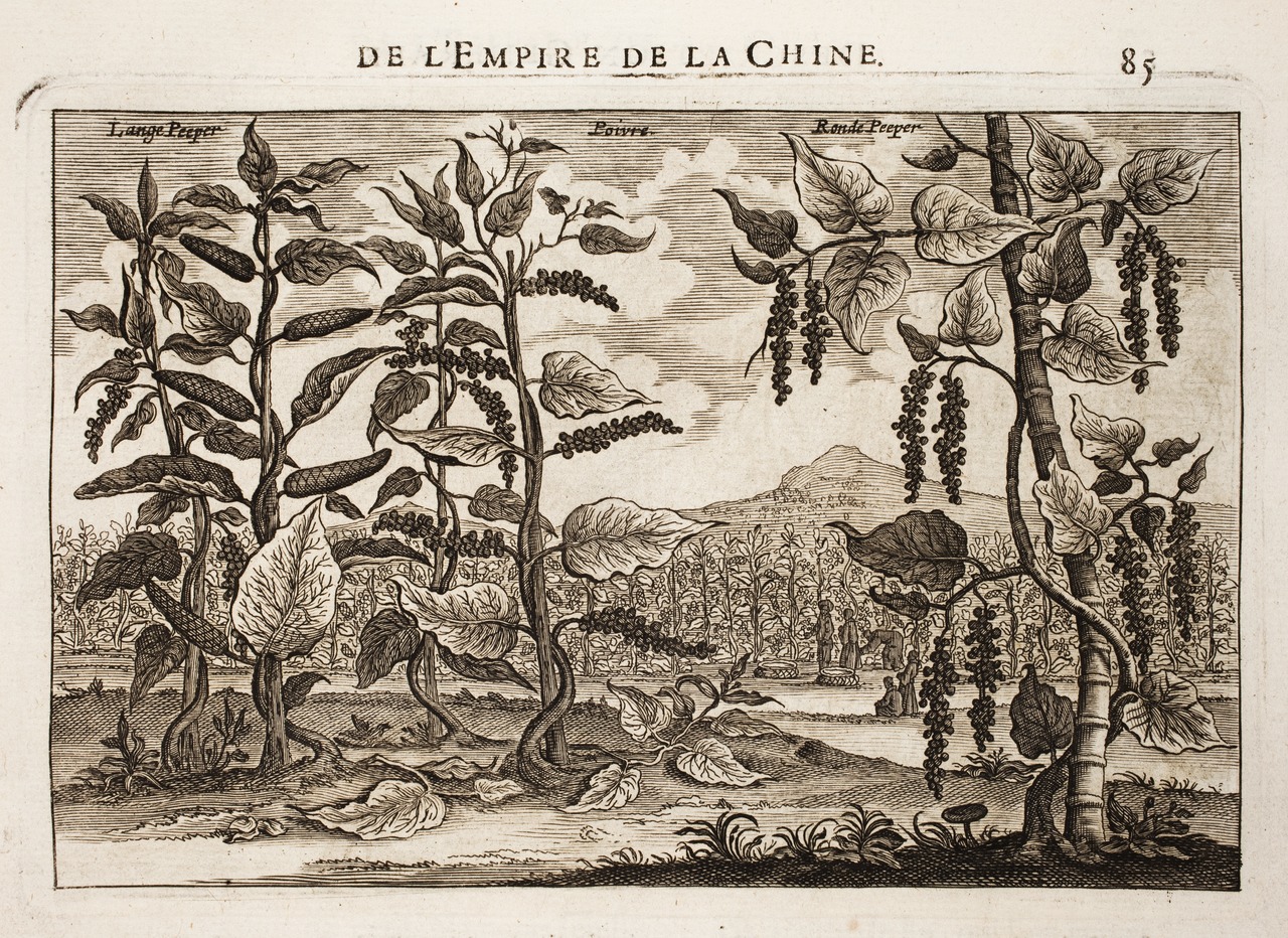 L'Histoire du Poivre