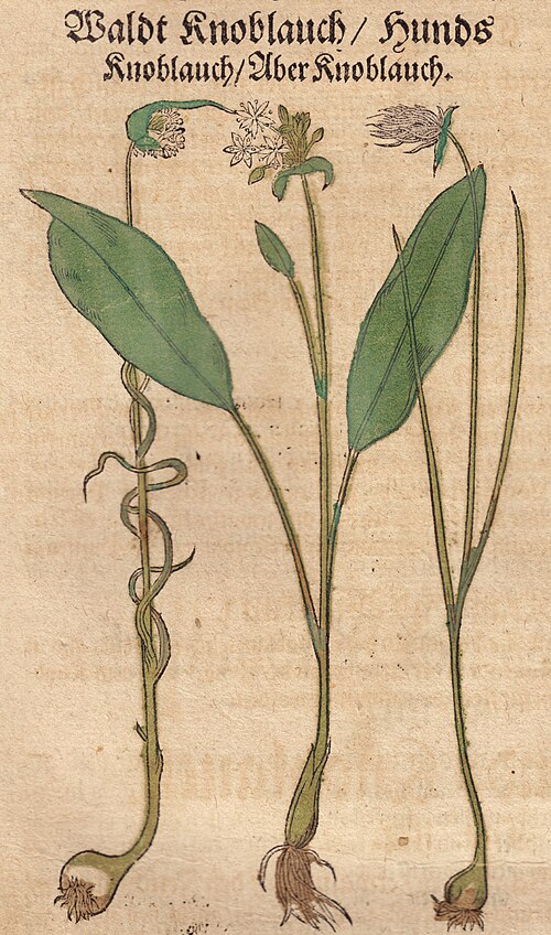 Pourquoi l’ail des ours s’appelle ainsi ?